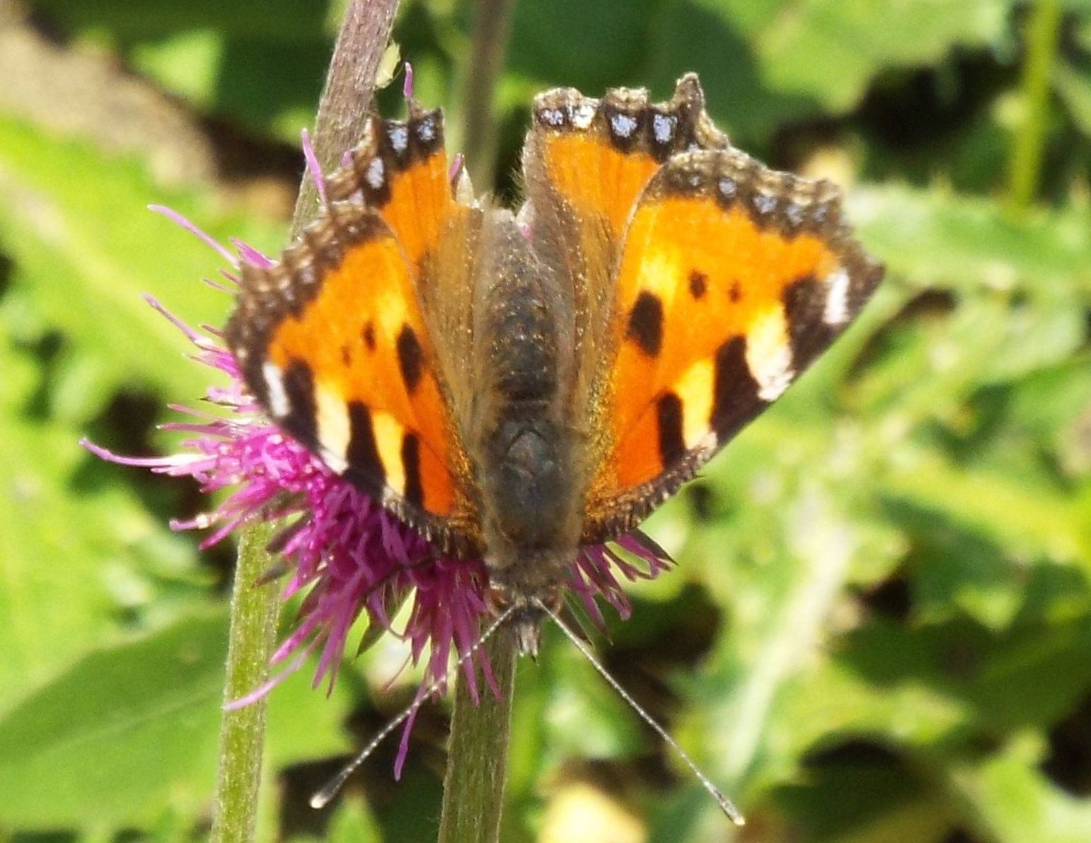 Vanessa cardui e Aglais urticae